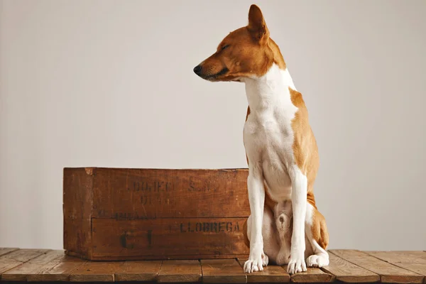 Perro jugando cerca de una caja de madera vintage —  Fotos de Stock