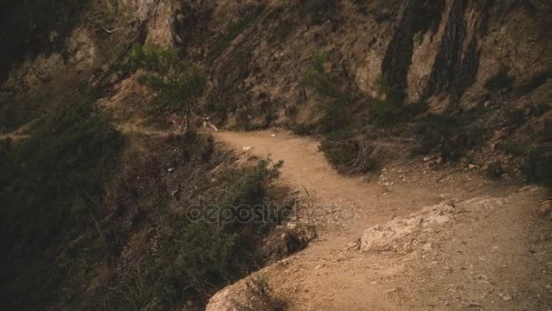 Dos perros kongo salvajes explorando el bosque — Vídeos de Stock