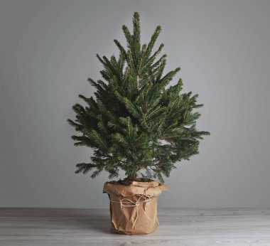 Gri arka plan üzerinde yemyeşil Noel ağacı
