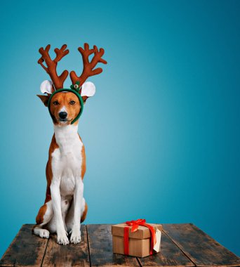 Köpek Noel geyiği ile hediye olarak giyinmiş