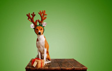 Köpek Noel geyiği ile hediye olarak giyinmiş