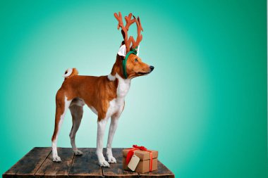 Güzel köpek davranıp Noel kostümleri