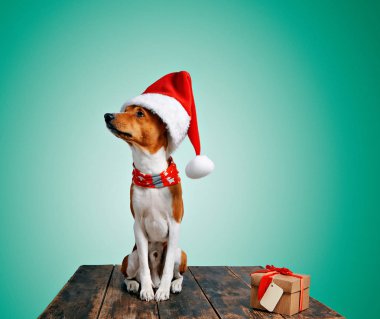 Güzel köpek davranıp Noel kostümleri