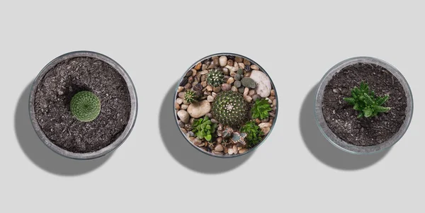 Cactus mockup set — Stock Photo, Image