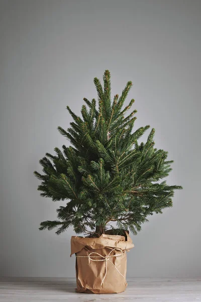Bujné vánoční strom na šedém pozadí — Stock fotografie