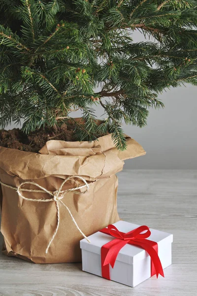Красивая елка с подарком — стоковое фото