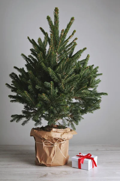 Bir hediye ile güzel Noel ağacı