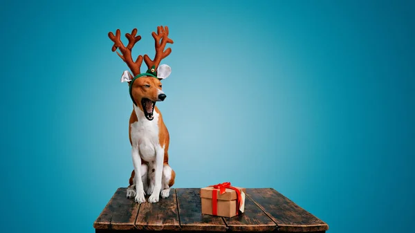 Σκύλος ντυμένος ως Χριστούγεννα ελάφια με παρόν — Φωτογραφία Αρχείου