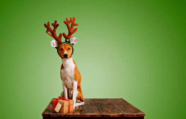 Perro disfrazado de ciervo navideño con regalo — Foto de Stock