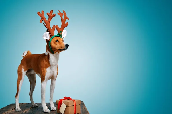 Beautiful dog wering christmas costumes — Stock Photo, Image