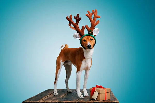 美しい犬を wering クリスマス衣装 — ストック写真