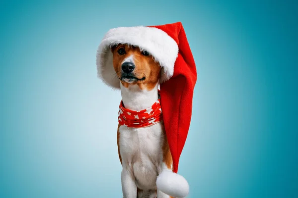 Beau chien errant costumes de Noël — Photo