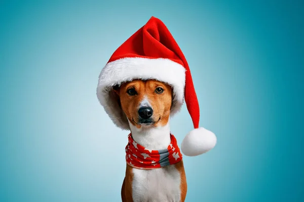 Beautiful dog wering christmas costumes — Stock Photo, Image