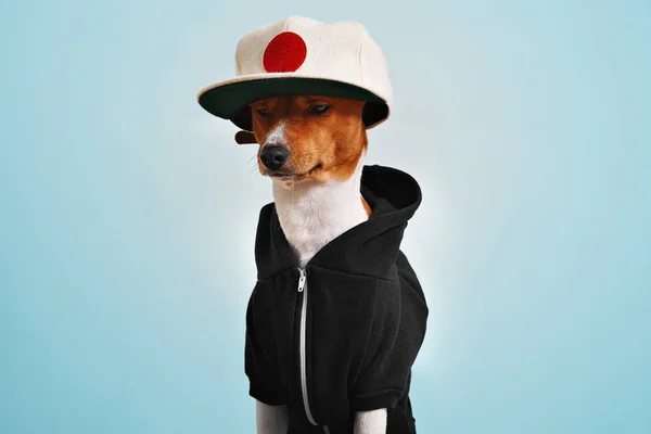 Cão bonito vestido com capuz e chapéu de camionista — Fotografia de Stock