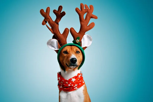 Bonito cão atender trajes de Natal Imagens De Bancos De Imagens Sem Royalties