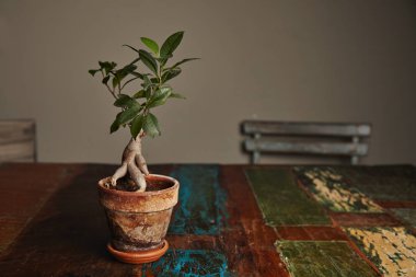 Ficus bonsai ağacı eski ahşap tablo