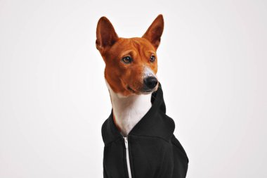 Siyah fermuarlı kapüşonlu bir köpek portresi