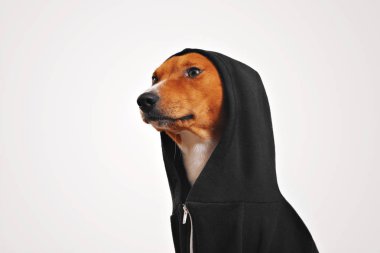 Siyah fermuarlı kapüşonlu bir köpek portresi