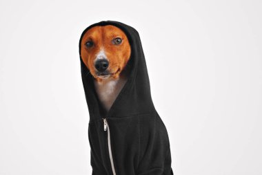 Siyah fermuarlı kapüşonlu bir köpek portresi