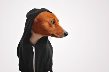 Siyah fermuarlı kapüşonlu bir köpek portresi