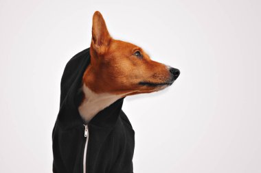 Siyah fermuarlı kapüşonlu bir köpek portresi