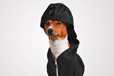 Siyah fermuarlı kapüşonlu bir köpek portresi