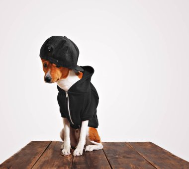 Siyah fermuarlı kapüşonlu bir köpek portresi