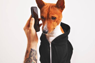 Alçaklık köpek hoodie ile smartphone içinde