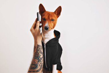 Alçaklık köpek hoodie ile smartphone içinde