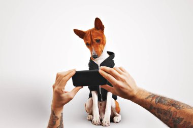 Alçaklık köpek hoodie ile smartphone içinde