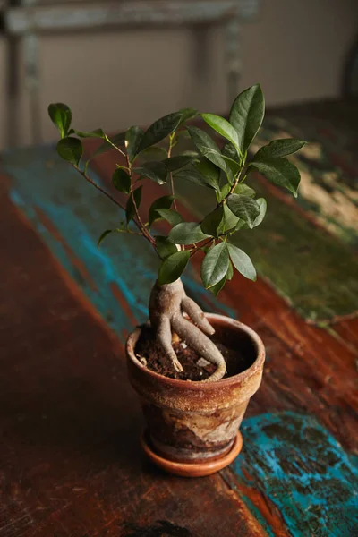 Ficus bonsai albero su vecchio tavolo di legno — Foto Stock