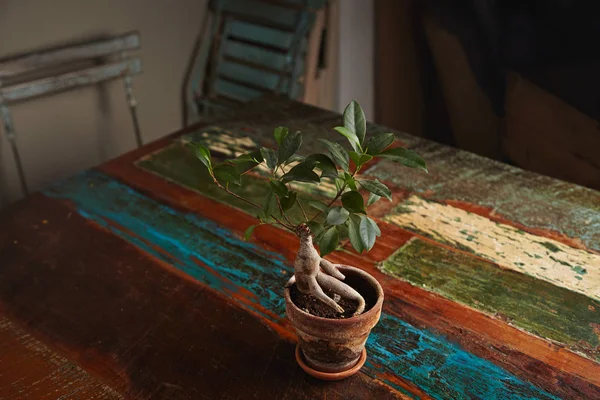 Ficus Bonsai Baum auf altem Holztisch — Stockfoto