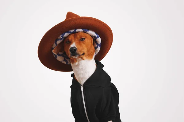 Mignon chien en sweat à capuche et chapeau fedora — Photo