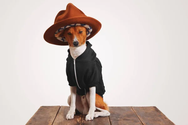 Lindo perro en sudadera con capucha y sombrero fedora — Foto de Stock