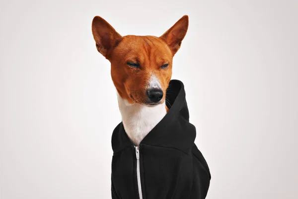 Portrait of a dog in black zippered hoodie — Stock Photo, Image