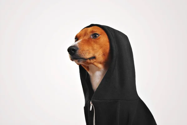 黒い hoodie のジッパー式犬の肖像画 — ストック写真