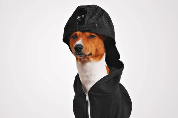 Portrait of a dog in black zippered hoodie — Stock Photo, Image