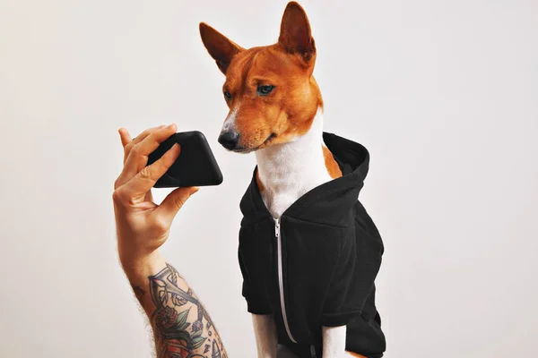 Basenji dog in hoodie with smartphone — Stock Photo, Image