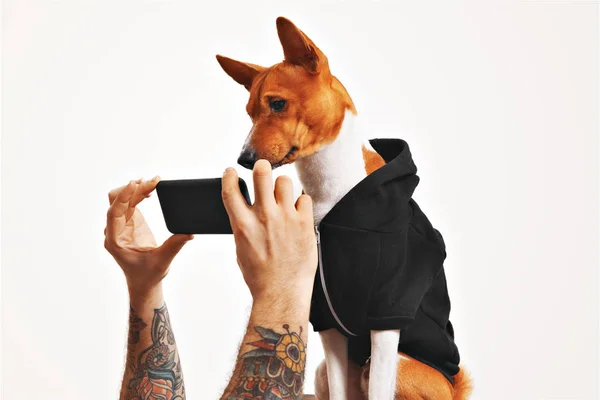 Basenji perro con capucha con smartphone —  Fotos de Stock