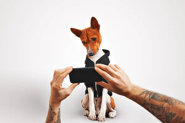 Basenji cão com capuz com smartphone — Fotografia de Stock