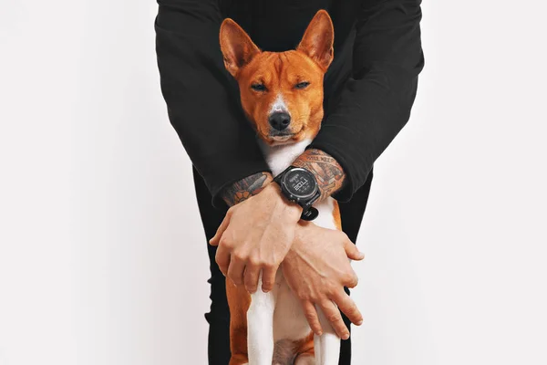 Собака Басэндзи, обнятая владельцем — стоковое фото
