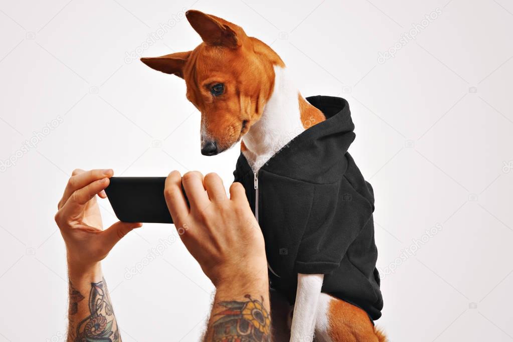 Basenji dog in hoodie with smartphone