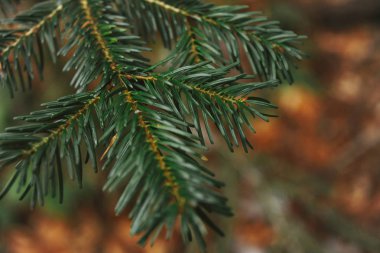 Kış orman güzel manzaralar