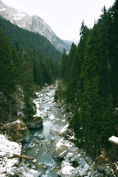 Gyönyörű táj, a téli erdő — Stock Fotó