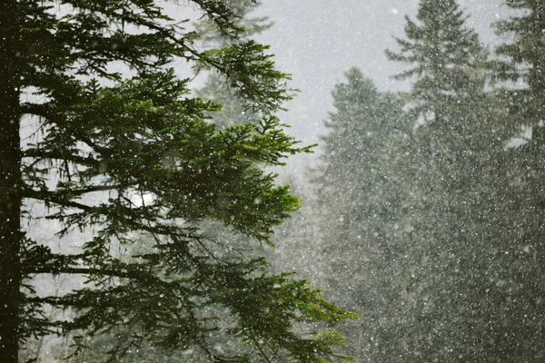 Prachtige landschappen van de winter forest — Stockfoto