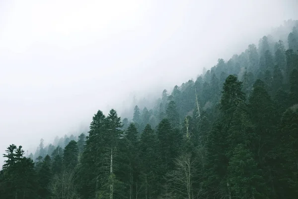 Hermosos paisajes de bosque de invierno —  Fotos de Stock