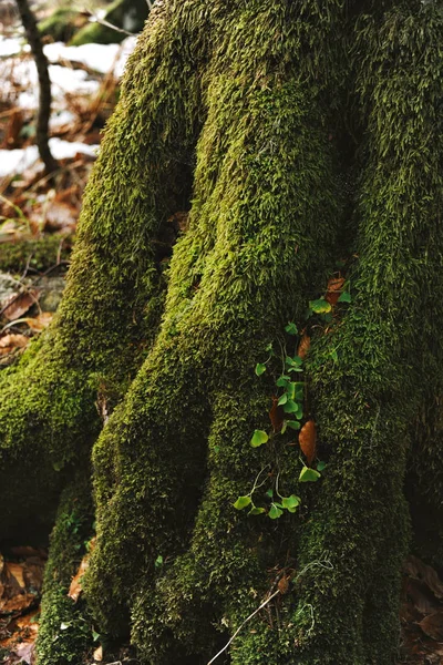 Krásná krajina zimní les — Stock fotografie