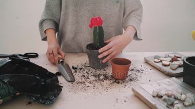 Repotting ve kaktüs serisi dikkat çekici