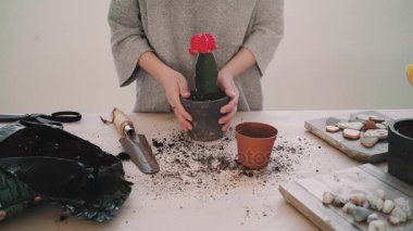 Repotting ve kaktüs serisi dikkat çekici