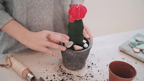 Repotting e cuidando da série do cacto — Vídeo de Stock